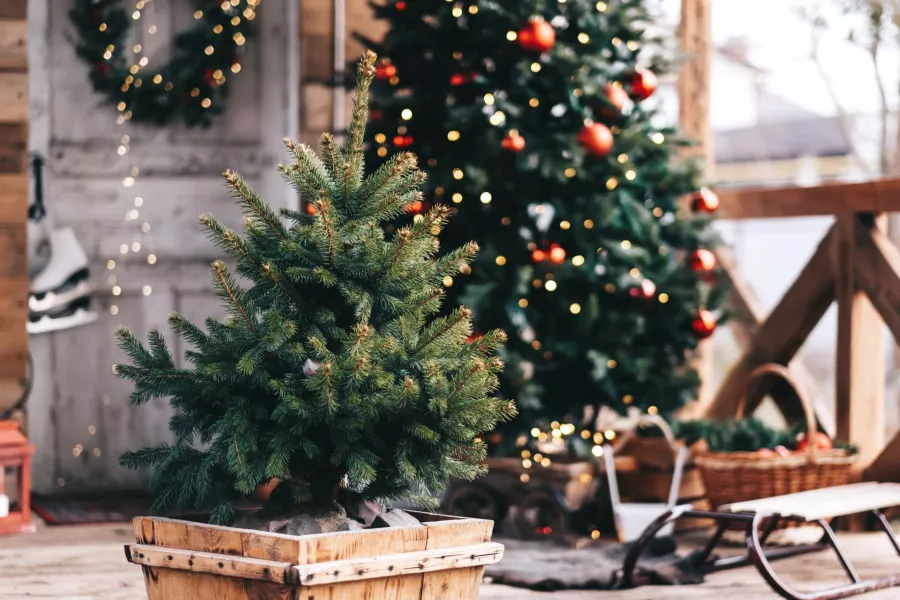 Noel'den sonra Noel ağacınıza bakmanız için 6 adım. Onlar sayesinde bahçede iyi karşılanacak.