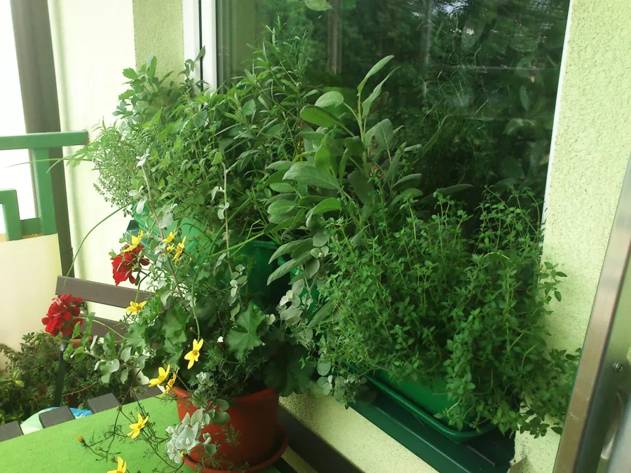Balkon için çalılar. Güneşli bir balkon için hangi türler en iyisidir? Hangi çalılar seçilir?