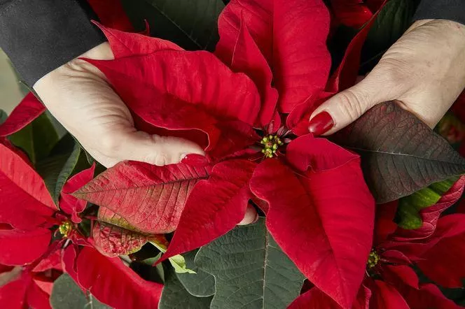 Satın almadan önce Poinsettia'nın yapraklarına ve tomurcuklarına bakın. Eğer öyle görünüyorlarsa, bırak gitsin daha iyi