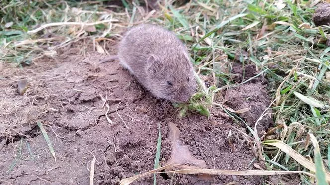 Voluhar na vrtu. Kako se znebiti voluharjev? Učinkoviti načini zatiranja glodavcev na vrtu