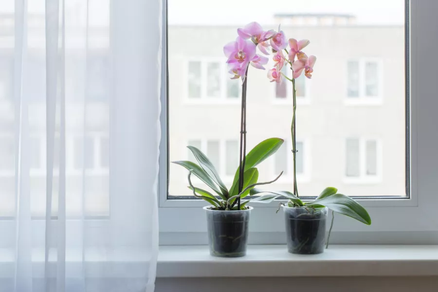 Proč je potřeba orchideje pěstovat v průhledných obalech? Důvod je velmi důležitý