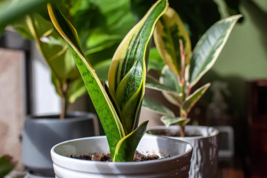 Sansevieria'nın yeni yapraklar çıkarması nasıl sağlanır? Ürünü buzdolabından kullanın