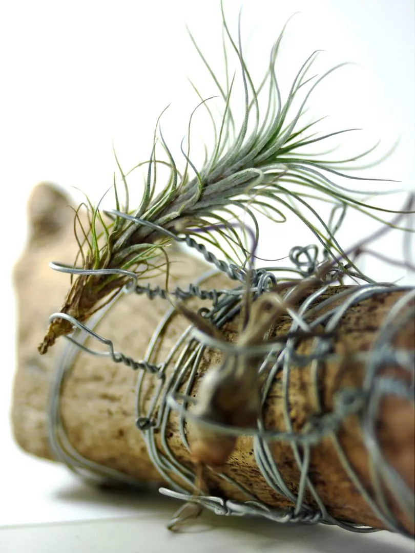 Tillandsia: модерно стайно растение. Как да го отглеждаме и да се грижим за него?