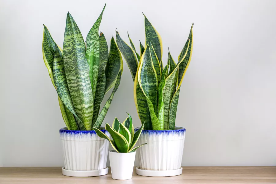 Sansevieria'nızın daha hızlı büyümesini mi istiyorsunuz? Buzdolabında bulunan tek bir ürüne ihtiyacın var