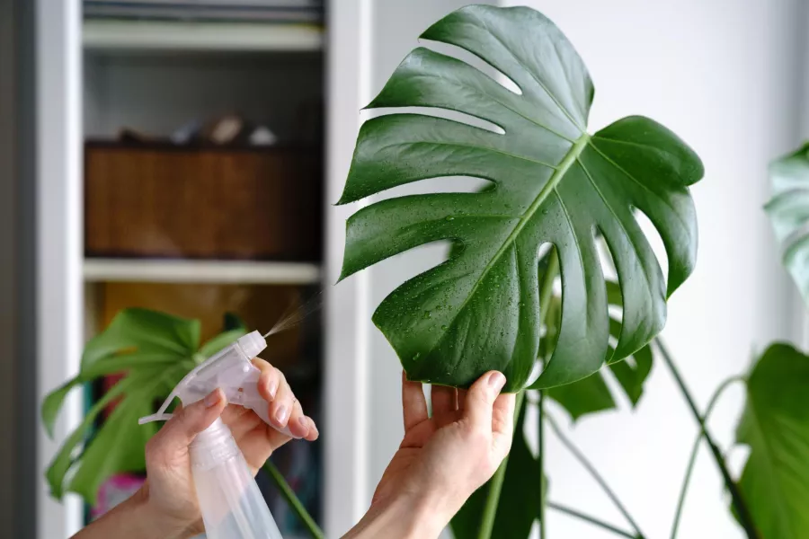 Monstera - nasıl bakım yapılır, nasıl sulanır, nasıl saksı seçilir? Evde monstera yetiştirme hakkında her şey