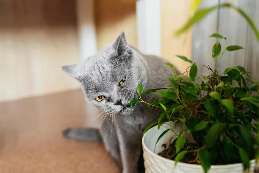 Bu popüler bitkilerden evinizde var mı? Dikkatli olun, köpekler ve kediler için tehlikelidirler.