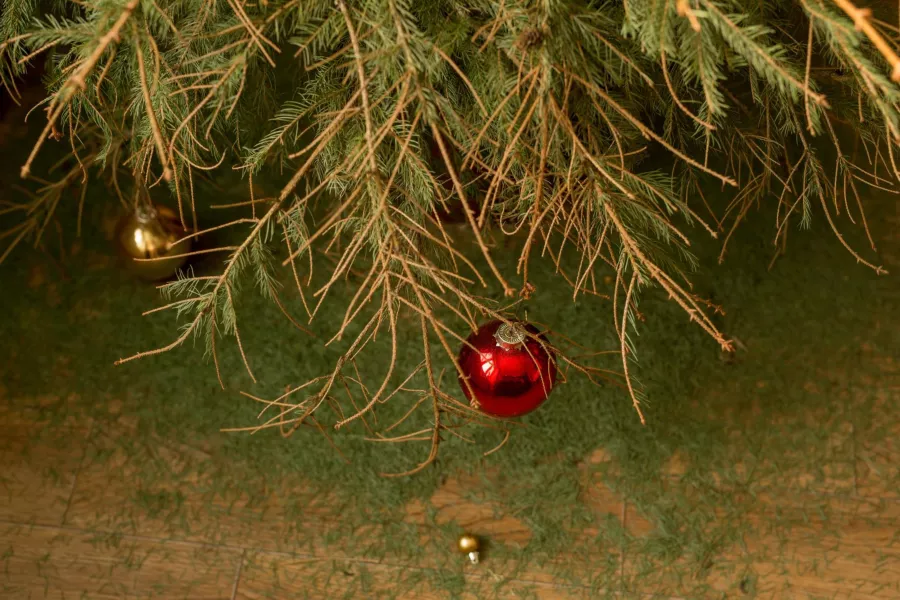 Noel ağacınızın iğneleri deli gibi mi dökülüyor? İşte Noel'e kadar dayanması için 3 numara