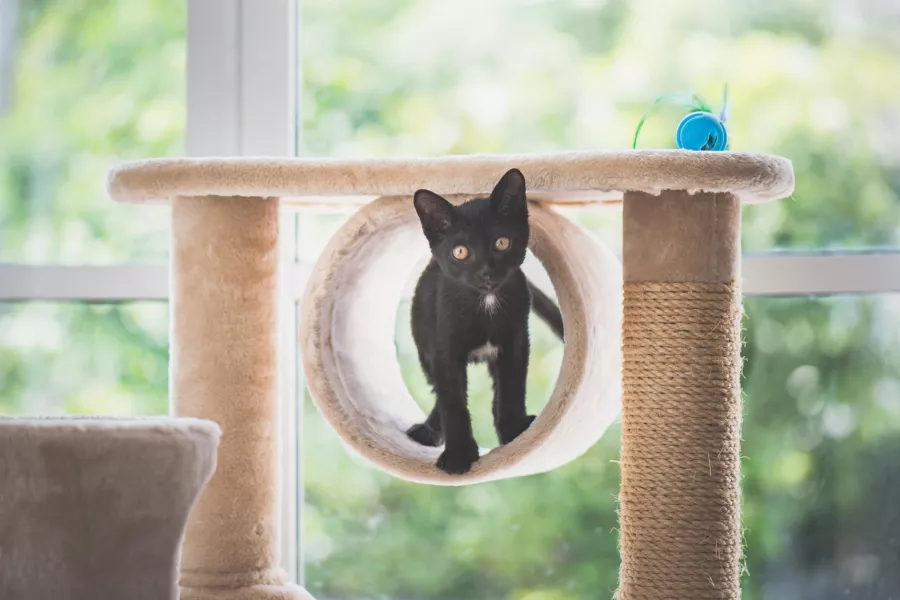 Kedi yatağı. Ne satın alınır? Dairede bir kedi için yer nasıl hazırlanır?