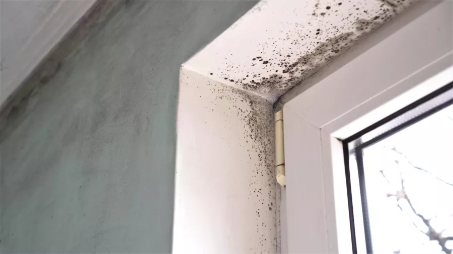 Duvardaki küf? Eczaneden ucuz bir ajan ile 3 günde çıkartabilirsiniz.