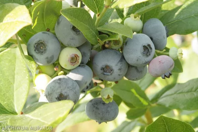 Боровинка "Earliblue" - Vaccinium corymbosum "Earliblue"