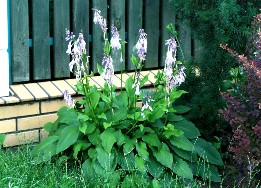 Hosta lancifolia=H. cathayana