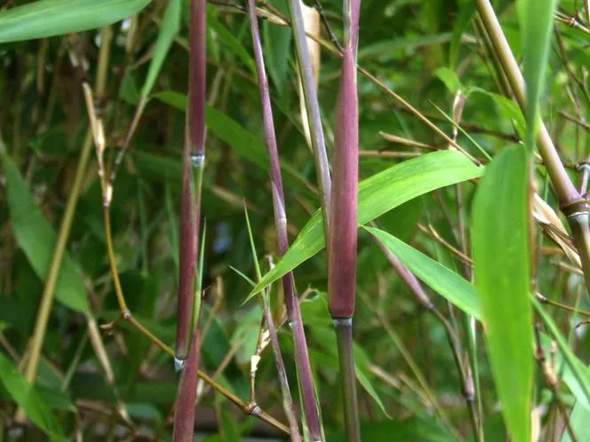 Phyllostachys тъмна обвивка - Phyllostachys atrovaginata