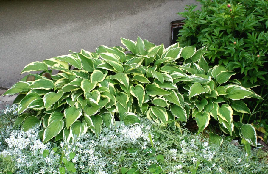 Hosta undulata 'Albomarginata'