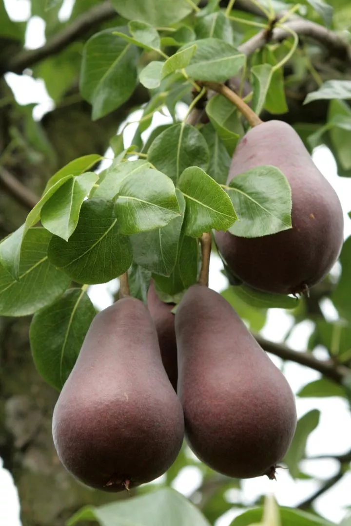 Крушово дърво „Red Favorite“ („Starkrimson“) - Pyrus communis