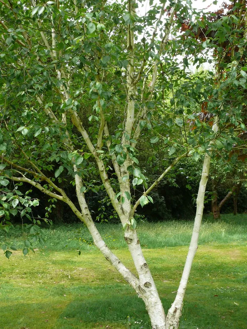 Полезната бреза на Жакмон - Betula utilis var. jacquemontii