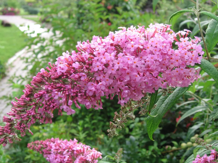 Buddleja davidii - Buddleja davidii