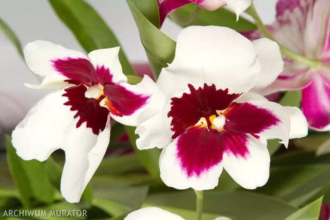 Miltoniopsis хибриди (Miltonia), Miltoniopsis orchid - Miltoniopsis (Miltonia)