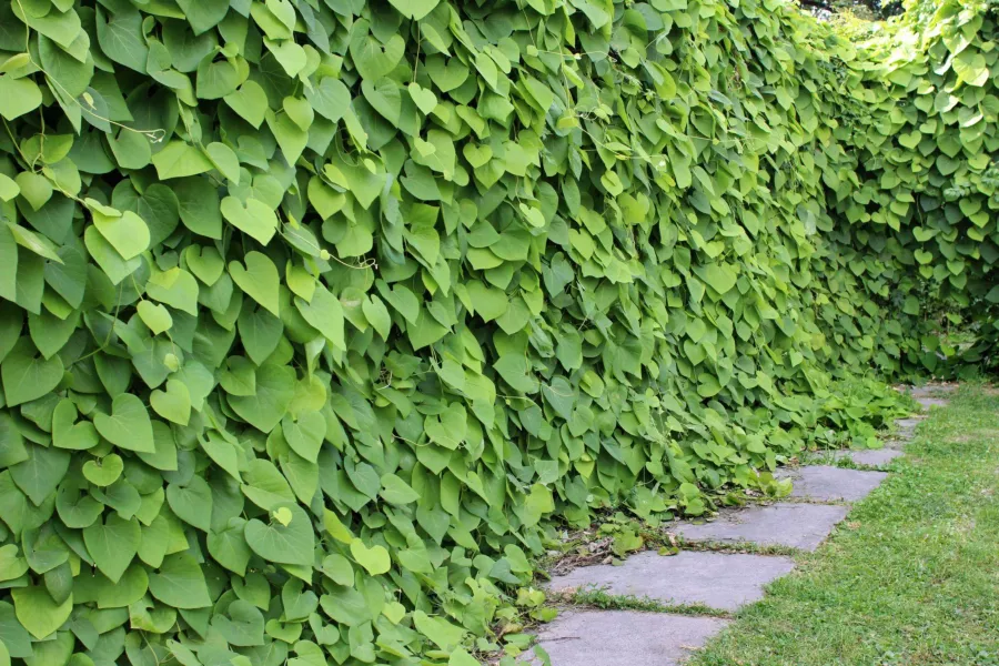 Aristolochia durior=Aristolochia macrophylla=Aristolochia sipho