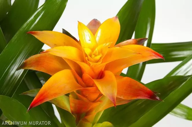 Guzmania - Guzmania