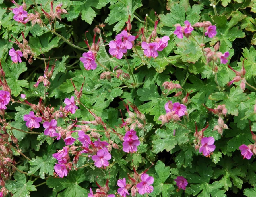 Корен здравец - Geranium macrorrhizum