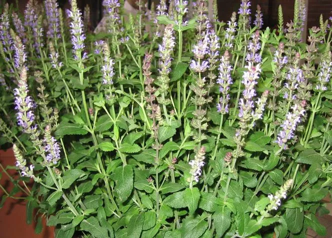 Tüylü Adaçayı 'Deep Blue Field' PBR - Salvia nemorosa 'Deep Blue Field' PBR