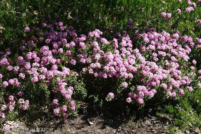 Daphne cneorum