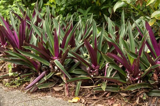 Мексиканско рео - Rhoeo spathacea=Tradescantia spathacea