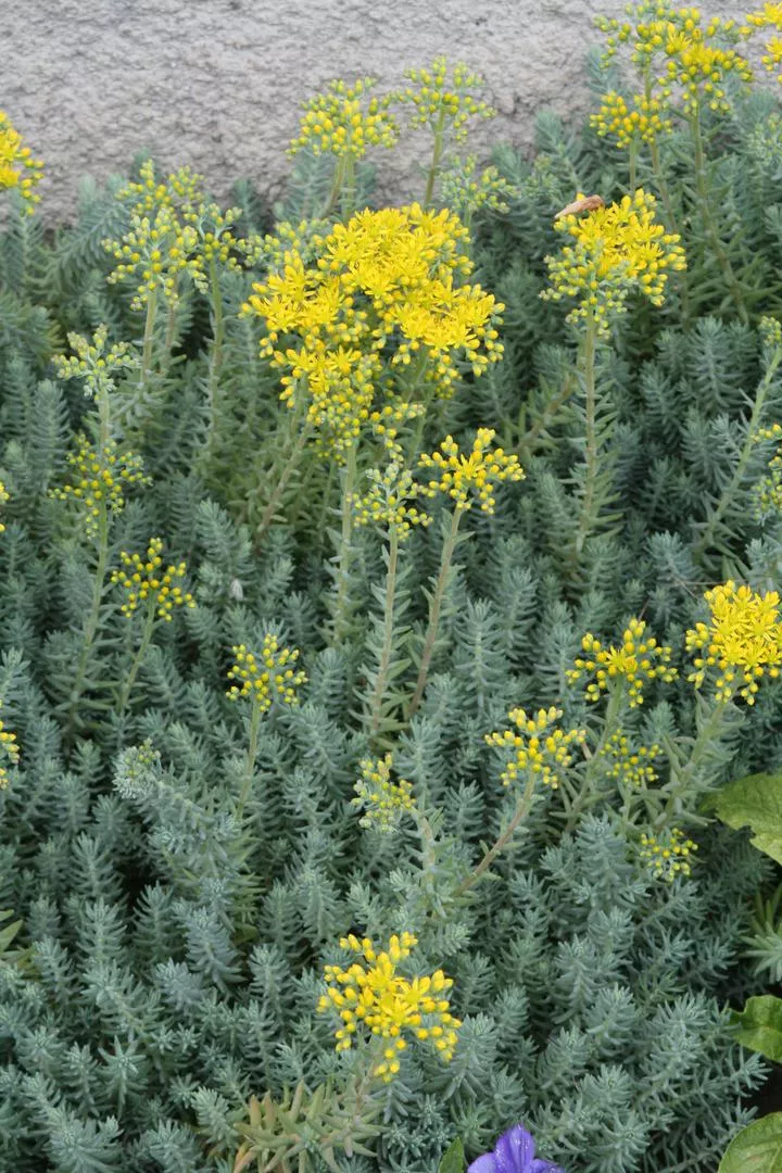 Sedum reflexum=Sedum rupestre