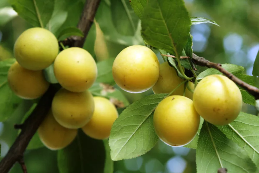 Prunus domestica 'Mirabella z Nancy'