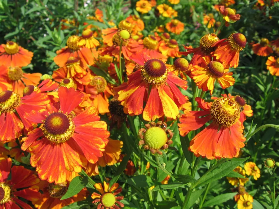 Градинска преграда - Helenium hybridum