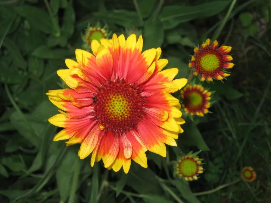 Градинска гайлардия - Gaillardia hybrida