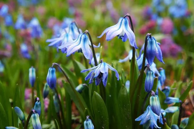 Cibule sibiřská - Scilla siberica