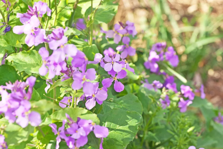 Дамска вечерна рокля - Hesperis matronalis