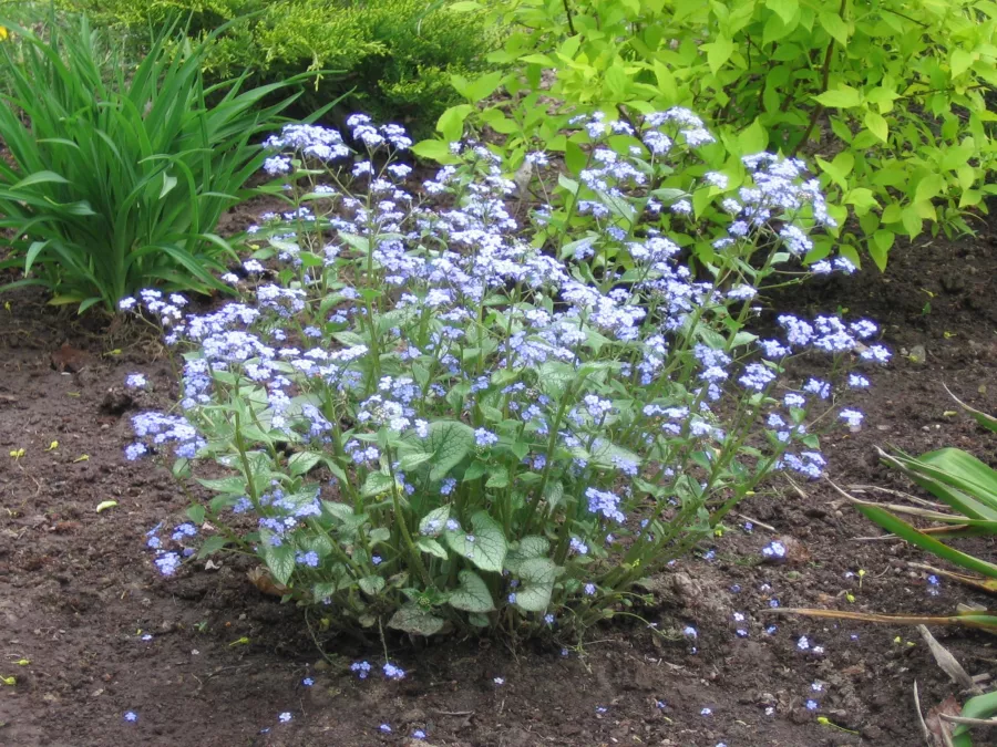 Brunnera macrophylla - Brunnera macrophylla