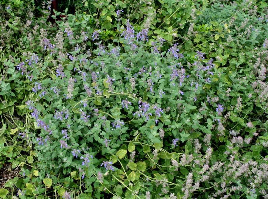 Faassen's Catnip - Nepeta x fassenii