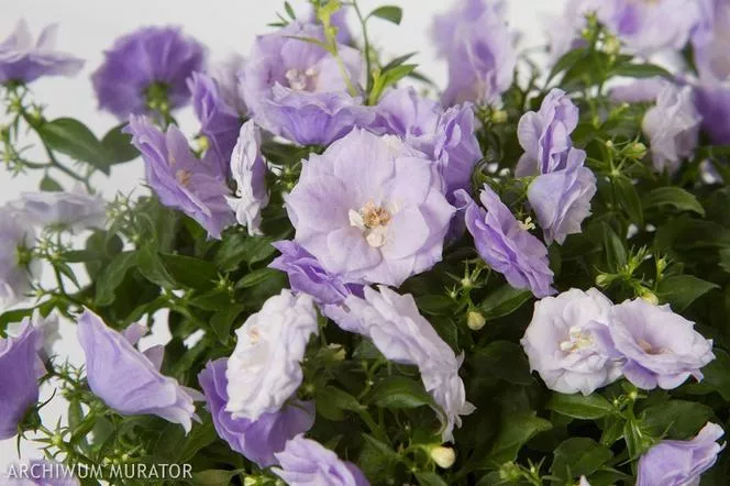 Campanula x haylodgenensis 'Blue Wonder'=Campanula 'Blue Wonder'