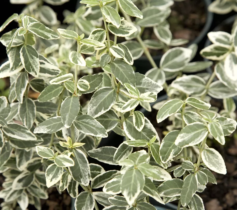 Вретено на Fortune 'Argenteomarginata' - Euonymus fortunei 'Argenteomarginata'