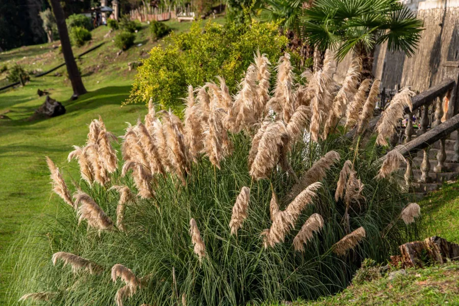 Cortaderia selloana 'Pumila'