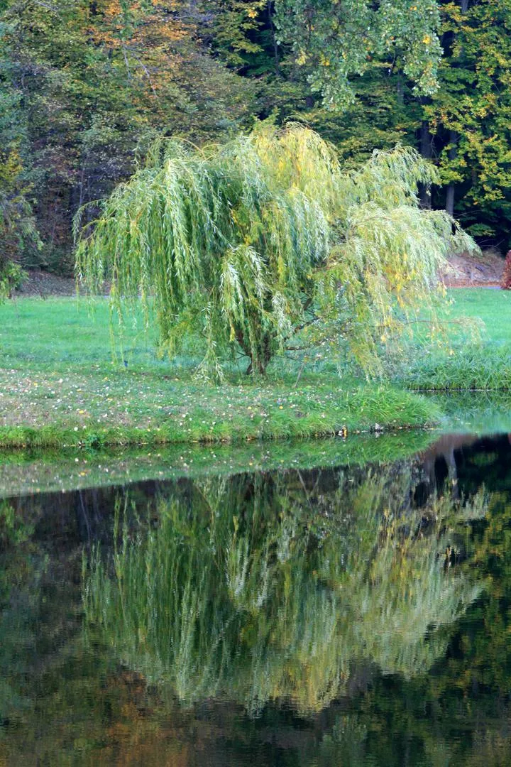 Бяла върба 'Tristis' - Salix alba 'Tristis'