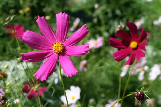 Cosmos bipinnatus - Космос двуперист