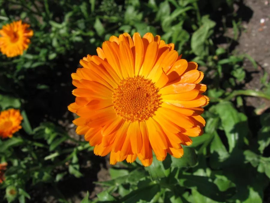 Невен officinalis - Calendula officinalis