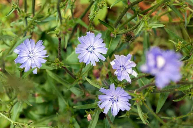 Цикория пътешественик - Cichorium intybus