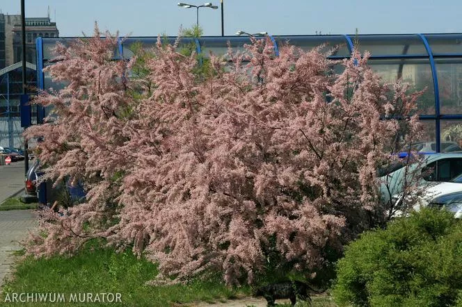 Тамарикс с четири тичинки=тамарикс с малки цветя - Tamarix tetrandra=Tamarix parviflora