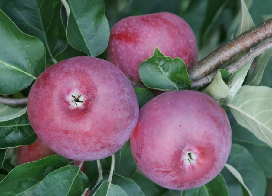 Ябълково дърво "Paulared" - Malus domestica "Paulared"