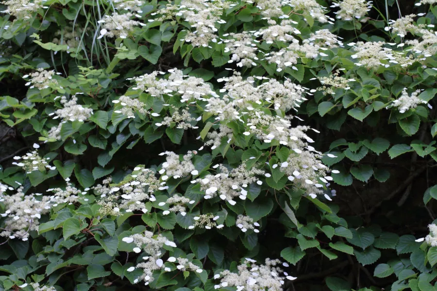 Японска катерица - Schizophragma hydrangeoides