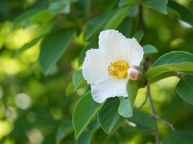 Stewartia pseudocamellia