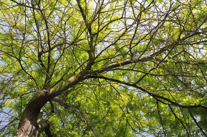 Gleditsia triacanthos=Gleditsia triacanthos