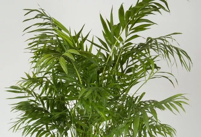 Chamedora elegans (chamedora lofty, koralna palma) - Chamedorea elegans
