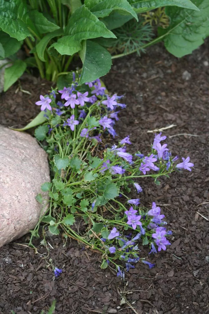 Позарска камбанка - Campanula poscharskyana