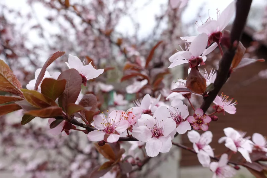 Череша 'Pissardii'='Atropurpurea' - Prunus cerasifera 'Pissardii'='Atropurpurea'=Prunus pissardii